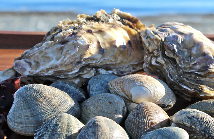 fresh clams, fresh mussels, fresh oysters